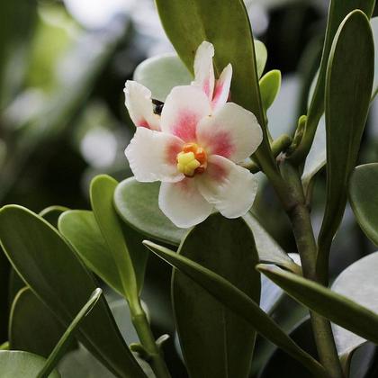 Imagem de Muda de Clusia Variegata 20 a 40cm AMK - Plantas Online