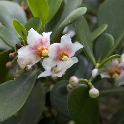 Imagem de Muda de Clusia Variegata 20 a 40cm AMK - Plantas Online