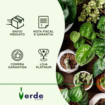 Imagem de Muda De Comigo Ninguém Pode 40cm Planta Decorativa Natural