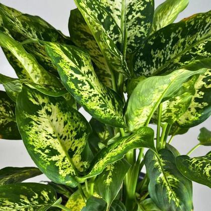Imagem de Muda De Comigo Ninguém Pode 40cm Planta Decorativa Natural