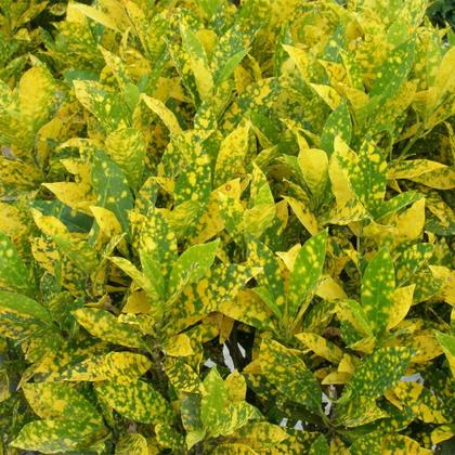 Imagem de Muda de Cróton Amarelo Altura de 0,40 cm a 0,80 cm