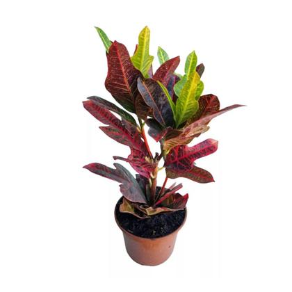 Imagem de Muda de Cróton Pé De Galinha 20 a 40cm AMK - Plantas Online