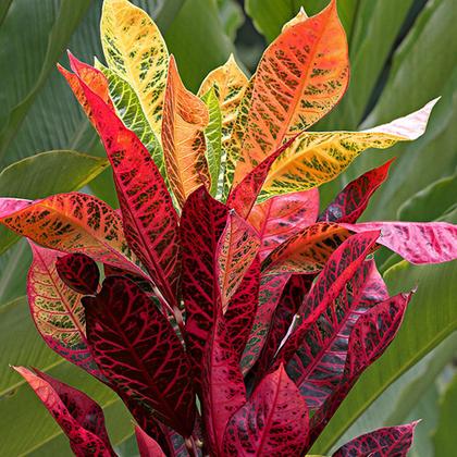 Imagem de Muda de Cróton Pé De Galinha 20 a 40cm AMK - Plantas Online