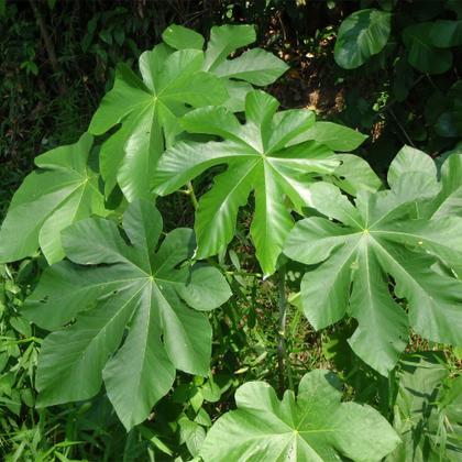 Imagem de Muda de Embauba 20 a 40cm AMK - Plantas Online