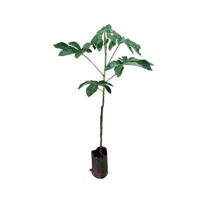 Imagem de Muda de Embauba 20 a 40cm AMK - Plantas Online