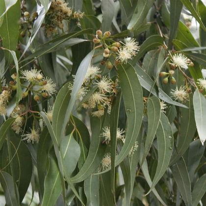 Imagem de Muda de Eucalipto Citriodora 20 a 40cm AMK - Plantas Online