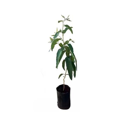 Imagem de Muda de Eucalipto Citriodora 20 a 40cm AMK - Plantas Online