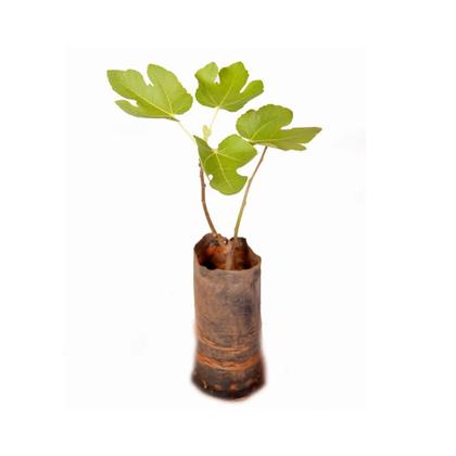 Imagem de Muda de Figo Roxo 20 a 40cm AMK - Plantas Online