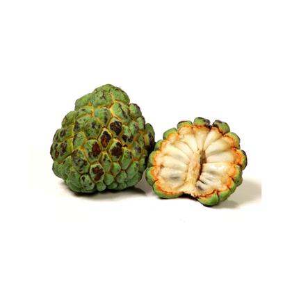 Imagem de Muda de Fruta Do Conde 20 a 40cm AMK - Plantas Online