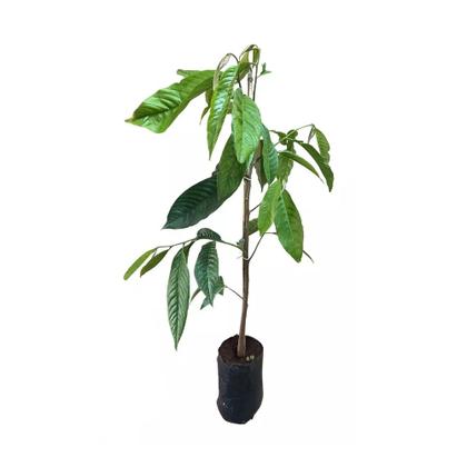 Imagem de Muda de Fruta Do Conde 20 a 40cm AMK - Plantas Online