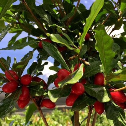 Imagem de Muda De Fruta Do Milagre Para Produzir - Exótica