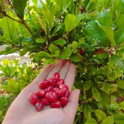 Imagem de Muda de Fruta do Milagre Pote 15 Planta Natural 30cm