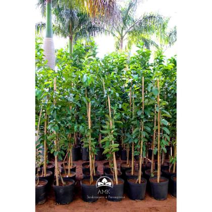 Imagem de Muda de Goiaba Paluma Produzindo Altura 1,0 m a 1,5 m