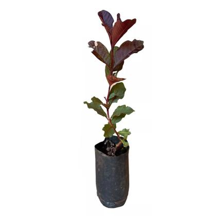 Imagem de Muda De Goiaba Roxa 20cm a 40cm