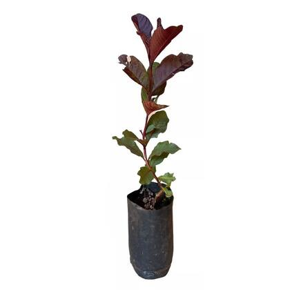 Imagem de Muda De Goiaba Roxa - Exótica 20cm