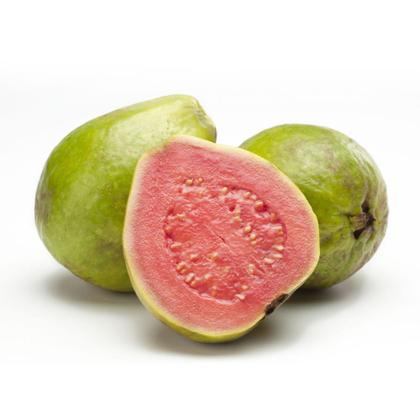 Imagem de Muda de Goiaba Tailandesa 20 a 40cm AMK - Plantas Online