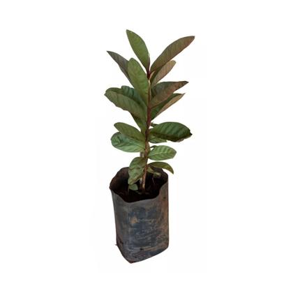 Imagem de Muda de Goiaba Tailandesa 20 a 40cm AMK - Plantas Online