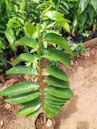 Imagem de Muda de Graviola Altura de 0,40 cm a 0,80 cm