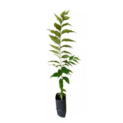 Imagem de Muda de Groselha Hibrida 20 a 40cm AMK - Plantas Online