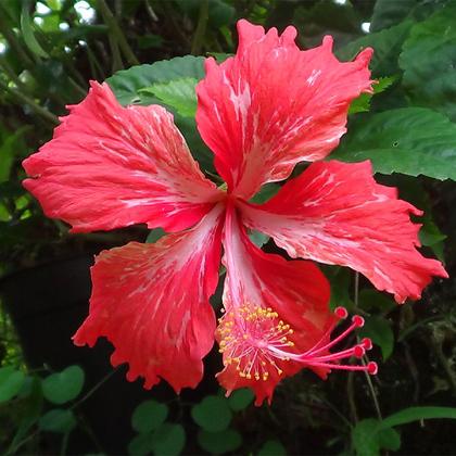 Imagem de Muda de Hibisco Vermelho 20 a 40cm AMK - Plantas Online