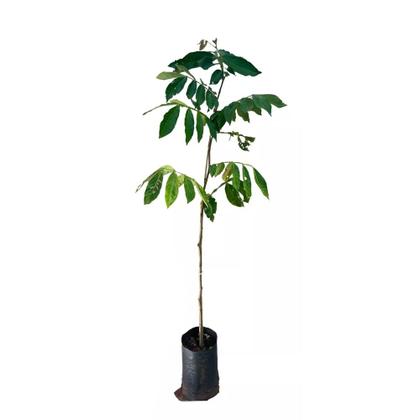 Imagem de Muda de Inga de Metro 20 a 40cm AMK - Plantas Online