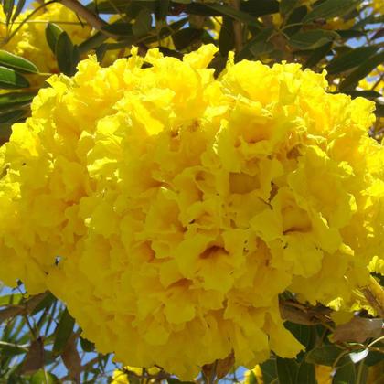 Imagem de Muda de Ipê Amarelo Bola 20 a 40cm AMK - Plantas Online
