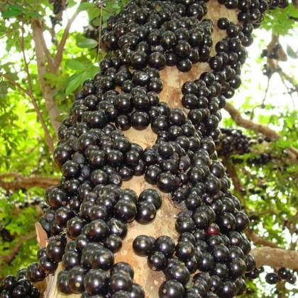 Imagem de Muda De Jabuticaba Híbrida 1 Metro