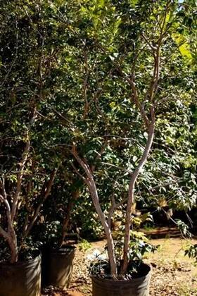 Imagem de Muda De Jabuticaba Olho De Boi Altura 0,40 Cm A 0,80