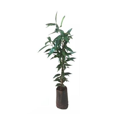 Imagem de Muda de Jambo Amarelo 20 a 40cm AMK - Plantas Online