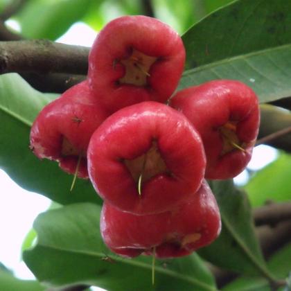 Imagem de Muda De Jambo Roxo Para Produzir - Exótico