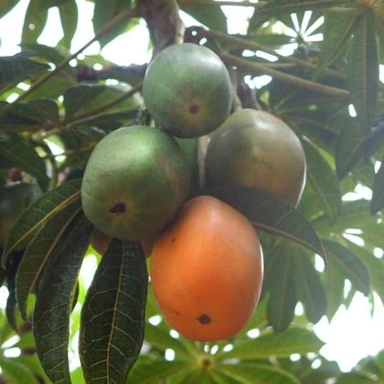 Imagem de Muda De Jaracatiá