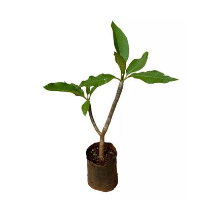 Imagem de Muda de Jasmim Manga 50 a 80cm AMK - Plantas Online