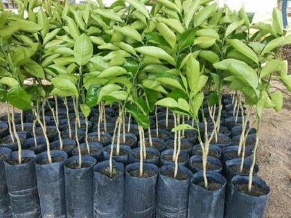 Imagem de Muda De Laranja Champagne - Compre E Pague Em Até 6 Vezes
