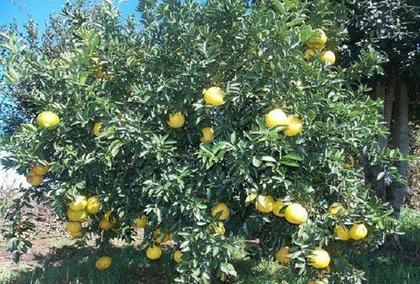 Imagem de Muda De Laranja Champagne - Compre E Pague Em Até 6 Vezes