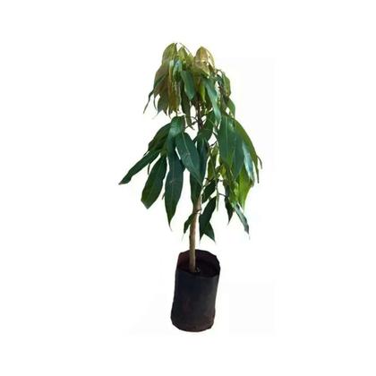 Imagem de Muda de Lichia Alporquia 50 a 80cm AMK - Plantas Online