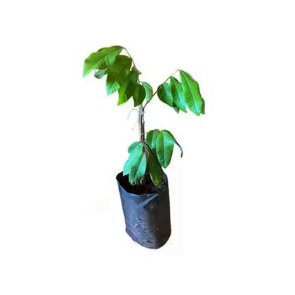 Imagem de Muda de Longana 50 a 80cm AMK - Plantas Online