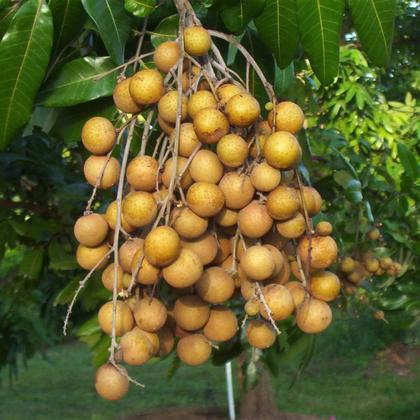 Imagem de Muda de Longana 50 a 80cm AMK - Plantas Online