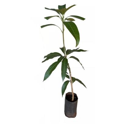 Imagem de Muda de Manga Espada 50 a 80cm AMK - Plantas Online