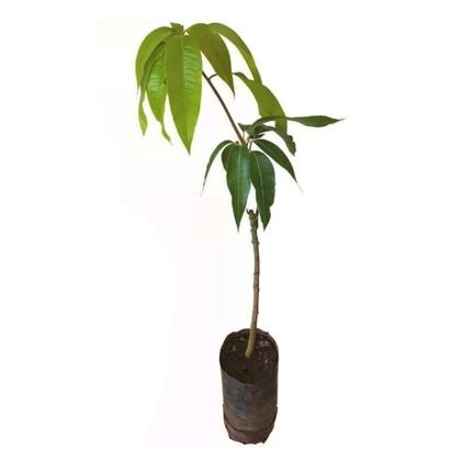 Imagem de Muda de Manga Haden 50 a 80cm AMK - Plantas Online