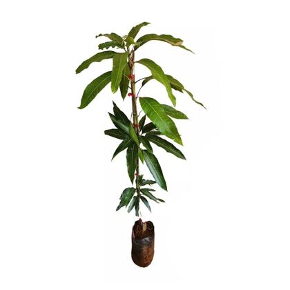 Imagem de Muda de Manga Manteiga 50 a 80cm AMK - Plantas Online