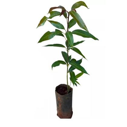 Imagem de Muda de Manga Rosa 50 a 80cm AMK - Plantas Online