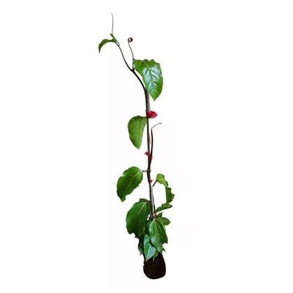 Imagem de Muda de Maracuja Azedo 20 a 40cm AMK - Plantas Online