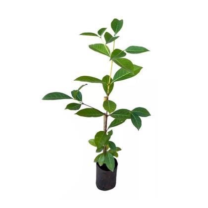 Imagem de Muda de Marmelo do Cerrado 20 a 40cm AMK - Plantas Online