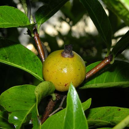 Imagem de Muda de Marmelo do Cerrado 20 a 40cm AMK - Plantas Online