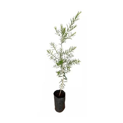 Imagem de Muda de Melaleuca 50 a 80cm AMK - Plantas Online