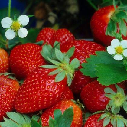 Imagem de Muda de Morango 20 a 40cm AMK - Plantas Online