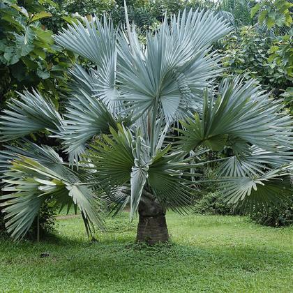Imagem de Muda de Palmeira Azul 50 a 80cm AMK - Plantas Online