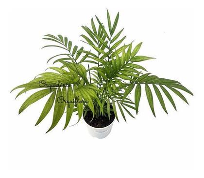 Imagem de Muda De Palmeira Chamaedorea Elegans Planta Natural Com Vaso