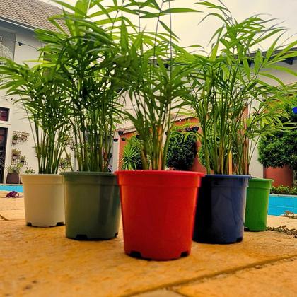 Imagem de Muda De Palmeira Chamaedorea Elegans Planta Natural Com Vaso