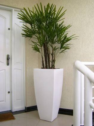 Imagem de Muda De Palmeira Ráfia - Ideal Para Ambientes Internos